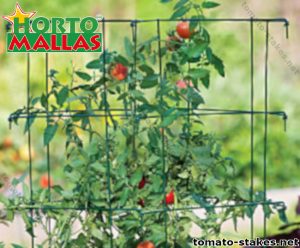 Tomato stakes crops 