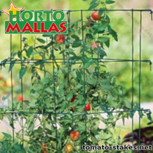 Tomato cages supporting tomato plant