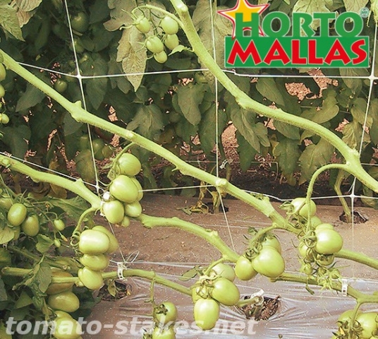 tomato crop using the trellis net for support.