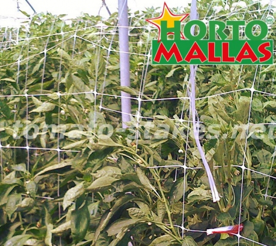 tomato plants using the trellis net for get a good growth.