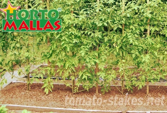 The trellis netting tutoring to the tomato plant