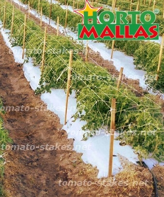 trellis netting using the stakes to provide the best growth of the crops.