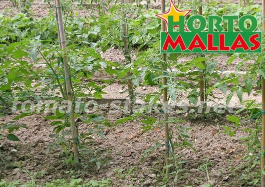 tomato plant using the stakes for tutoring the plant.