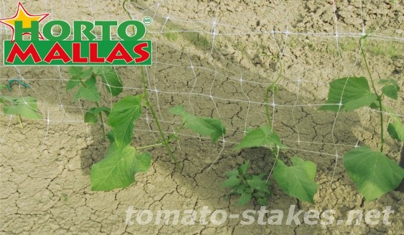 tomato crops using the trellis net for support.