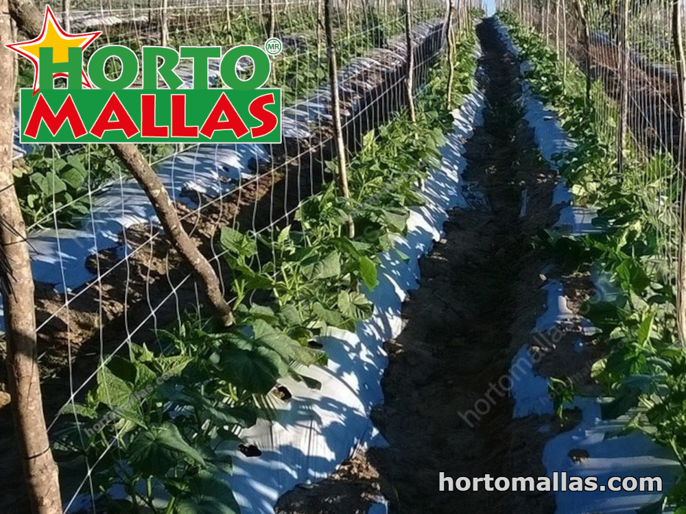 Wooden canes in field of crops