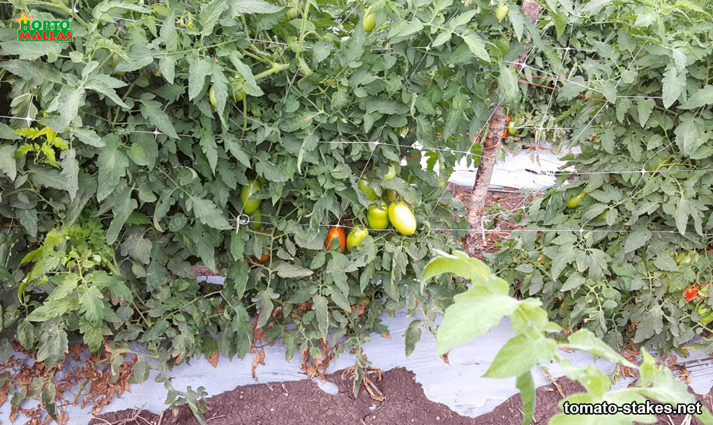 tomato stakes 