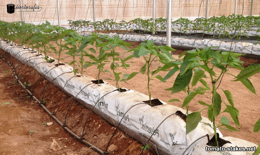 trellis netting for tomato crops 