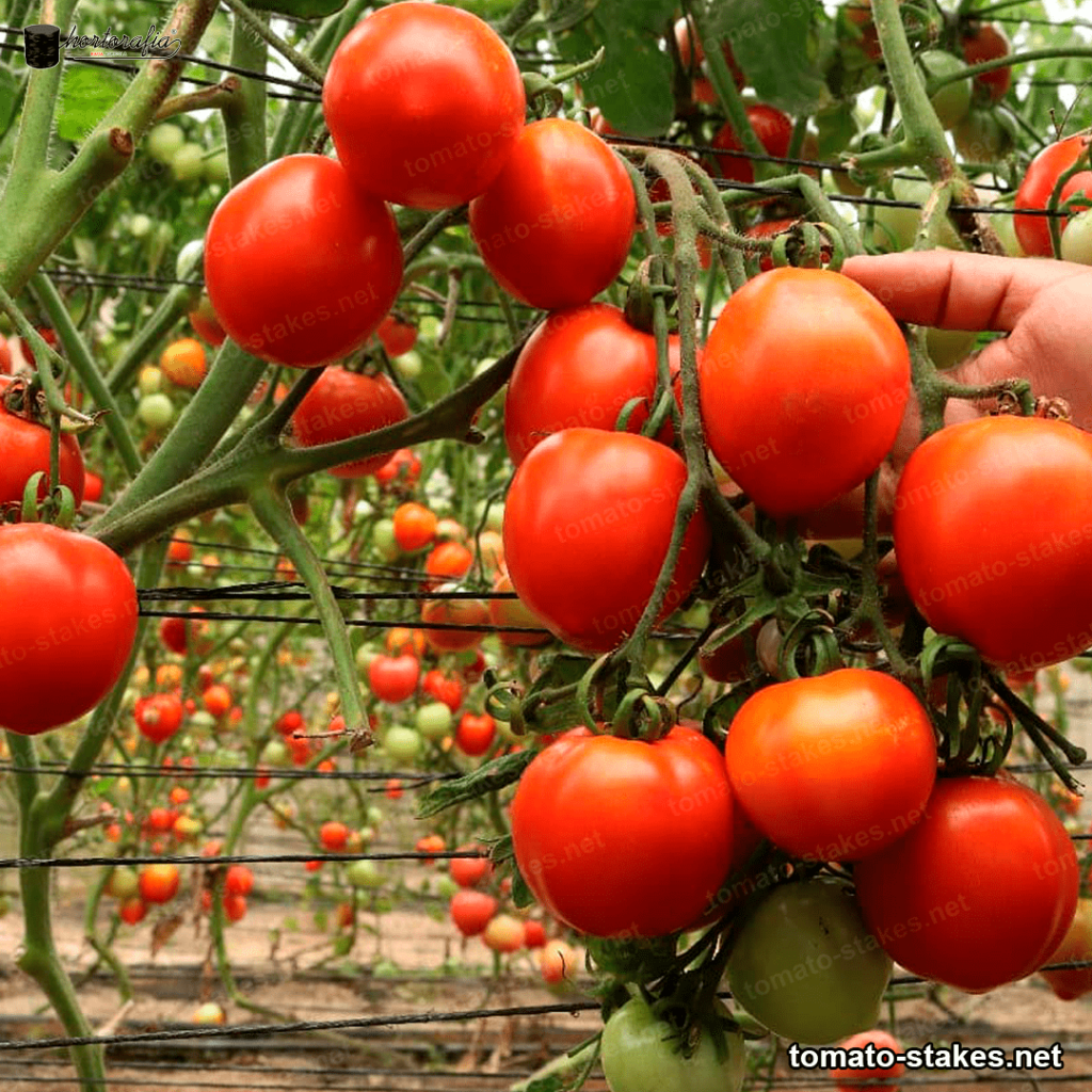 trellis netting for tomato crops 