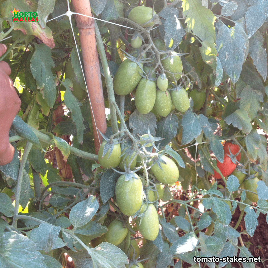 tomato stakes 