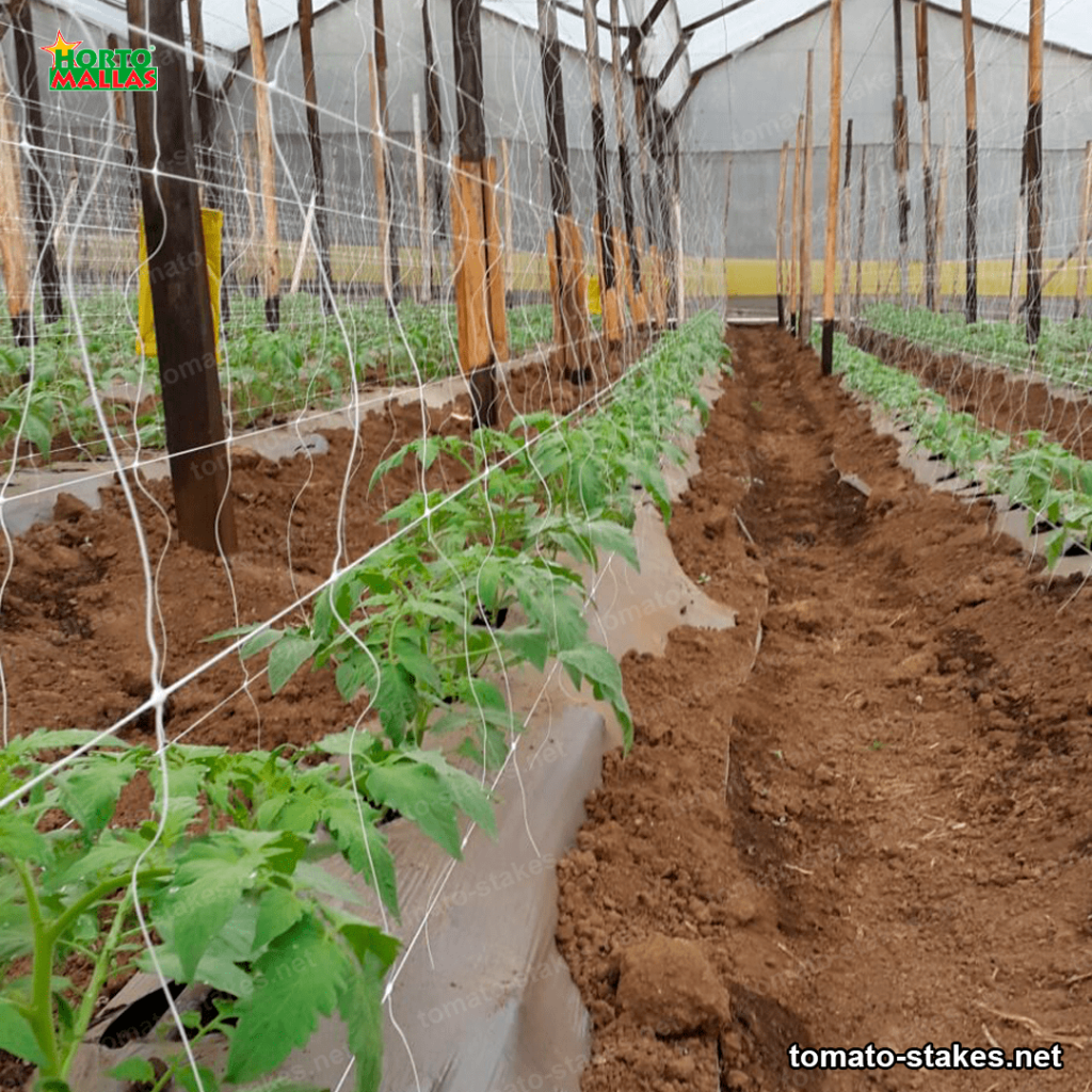 tomato crop