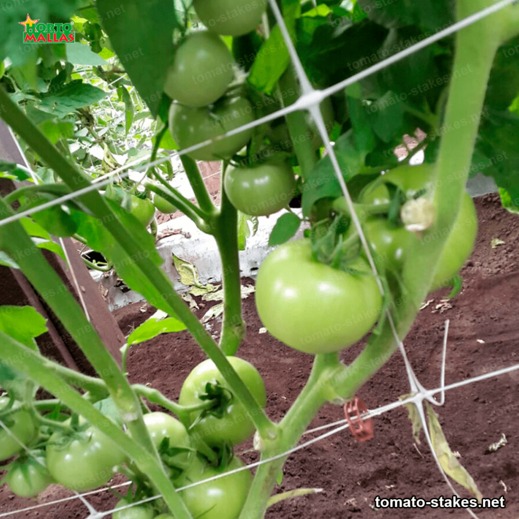 tomato crops