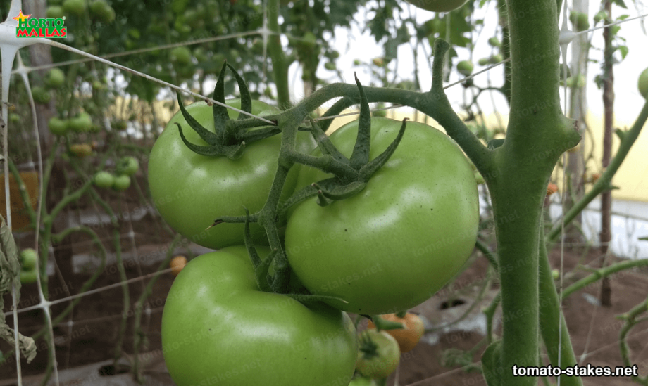 The relevance of using stakes for tomato trellising