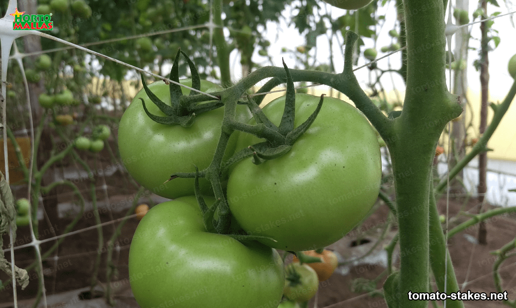 tomato stakes